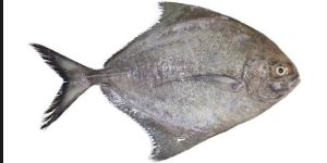 Pomfret Fish