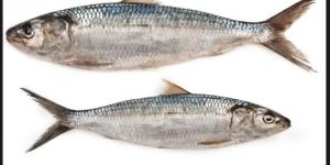Sardinella Fish