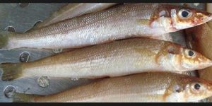 Sillago Fish