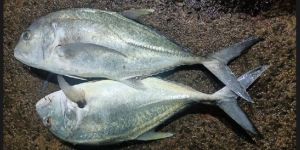 Trevally Fish
