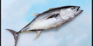 Yellowfin Tuna Fish