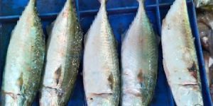 Fresh Indian Mackerel Fish