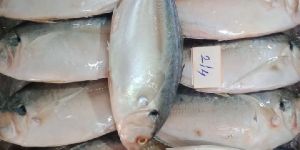Fresh Khera Palli Fish