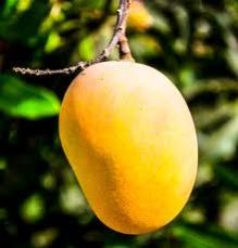 Fresh Kesar Mango