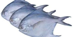 Fresh Silver Pomfret Fish