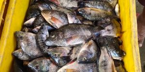 Fresh Tilapia Fish