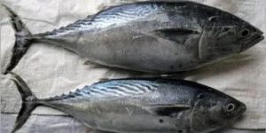 Fresh Tuna Fish
