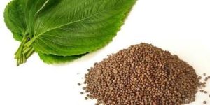 Organic Perilla Seeds