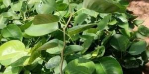 White & Red Sandalwood