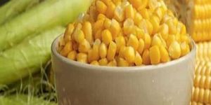 Yellow Maize