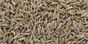 Cumin Seeds