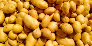 Fresh Potato