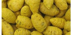 Salem Turmeric Finger