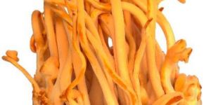 Cordyceps Militaries