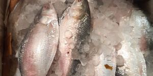Hilsa Fish