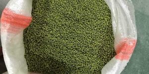Green Mung Bean