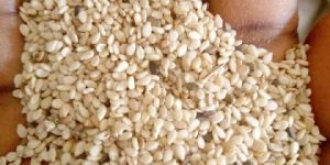 Sesame Seeds