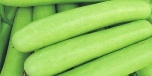 Fresh Bottle Gourd