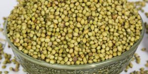 Dhania Seeds