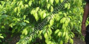 Ficus Prestige Plant