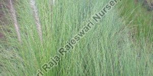 Fountain Grass Plant