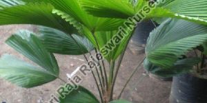 Grandis Palm Plant