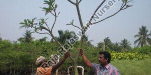 Plumeria Alba Plant