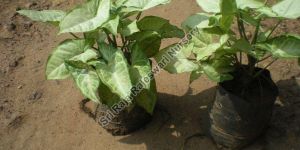 Syngonium Podophyllum Plant