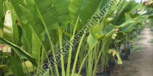 Travelers Palm Plant
