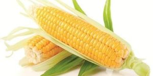 Fresh Sweet Corn