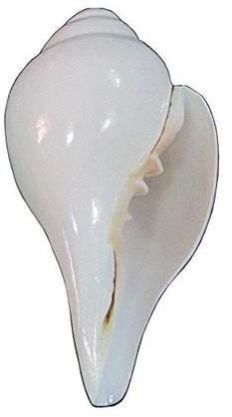 White Vamavarti Shankh