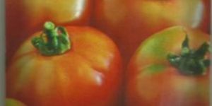 Tomato Jk Desi Seeds