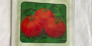 Tomato Seeds Kalash Ksp 1309 Bahubali