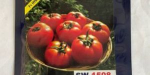 Tomato Sw 1508 Seeds