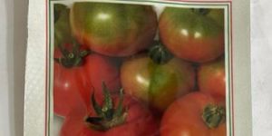 Namdhari NS 592 Tomato Seeds