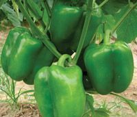 Hybrid F1 Green Pearl Green Capsicum Seeds