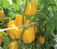 Hybrid F1 Sania Yellow Capsicum Seeds