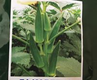 Okra Seeds