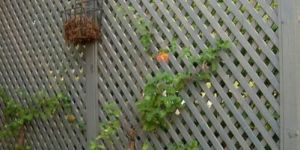 Lattice Trellis Panel