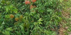 Litchi Plant