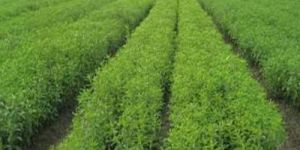 Contract Farming Services