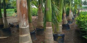 Royal Palm Plant