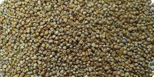 Millet Seeds
