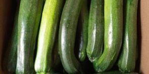 Fresh Green Zucchini