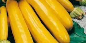 Fresh Yellow Zucchini