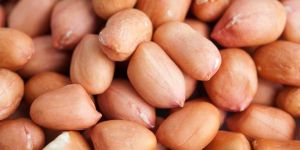Groundnut Kernels