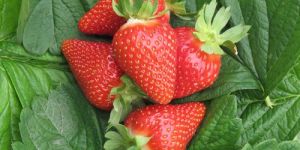 Flaminia Strawberry Plants