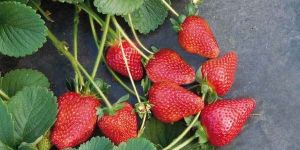 Flavia Strawberry Plants