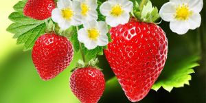 Melissa Strawberry Plants