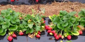 Mother Strawberry Plants